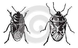 Black bug, Orne Bug, vintage engraving