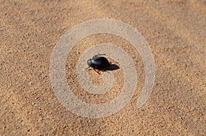 Black bug on the sand