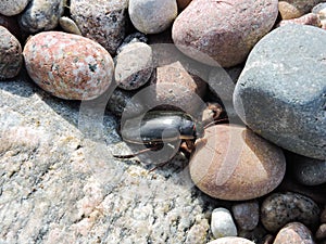 Black bug on stones