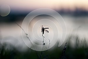 Black bug on tiny plant in the evening light