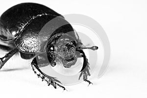 Black bug in upper left corner