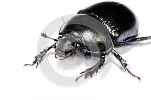 Black bug in upper left corner