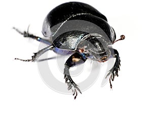 Black bug in upper left corner