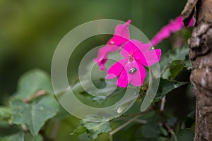 A black bug on the violet flower