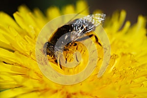 Black bug on yellow flower