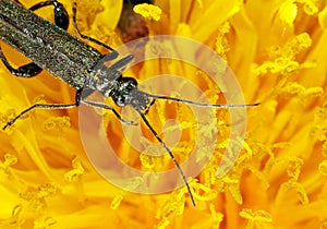 A black bug is on a yellow flower