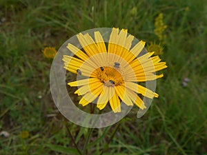 Black bugs on a flower with yellos blossom