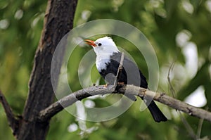 Black Bulbul