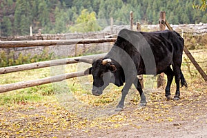 Black bull along wooden fence