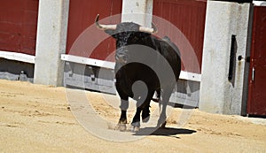 A black bull with big horns running in bullring
