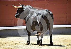 A black bull with big horns running in bullring