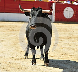 Black bull in bullfighting ring