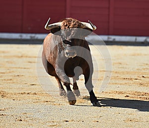 Black bull in bullfighting ring