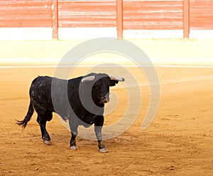 Black bull in a bullring