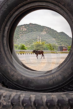 black bull crossing national highways at morning from unique perceptive