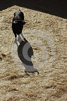 Black bull in detail with straw in the floor