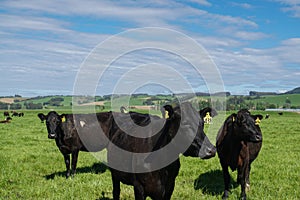 Black bull in enclosed green farm for agriculture industry in New Zealand