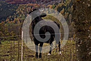 Black bull in a farm surrounded by mountains covered in trees with a blurry background