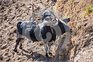 Black bull feed for tiller paddy field