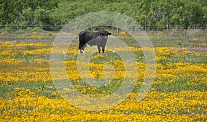 Black bull in a field of flowers