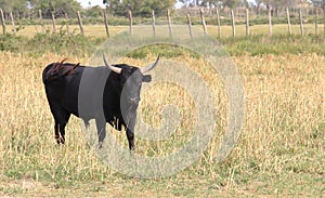 Black bull in the French Camargue
