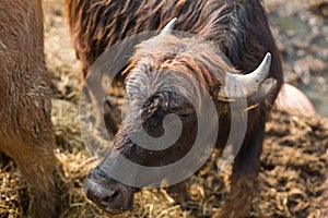 Black bull head with gray horns close-up. Cattle on the farm, dairy animals. Symbol of the new year 2021