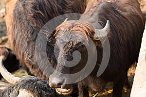 Black bull head with gray horns close-up. Cattle on the farm, dairy animals. Symbol of the new year 2021