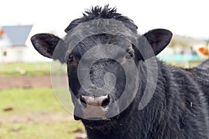 Black bull portrait