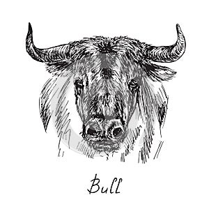 Black bull portrait, hand drawn ink doodle, sketch, vector illustration