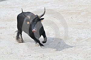 Black bull preparing to charge