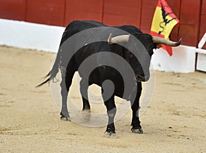 Black Bull running in spanish bullring