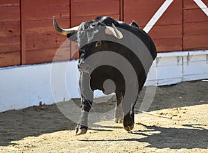 Black Bull running in spanish bullring