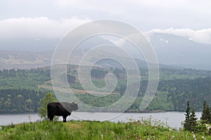 Black bull in Scotland