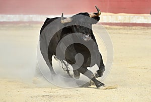 Black bull in spain on the bullring