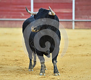 Black Bull in spain running in bullring