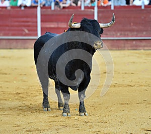 Black Bull in spain running in bullring