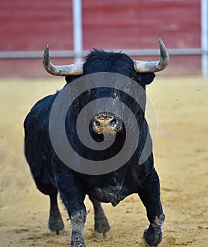 Black Bull in spain running in bullring