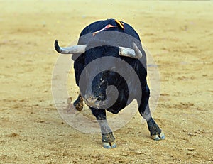 Black Bull in spain running in bullring