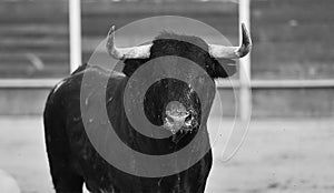 Black Bull in spain running in bullring