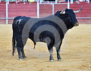 Black Bull in spain running in bullring