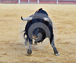 Black Bull in spain running in bullring