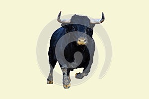 Black Bull in spain running in bullring