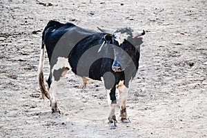 Black bull in a bullfight photo