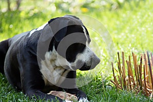 Black Bulldog lies on the green Meadow photo