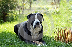 Black Bulldog lies on the green Meadow photo