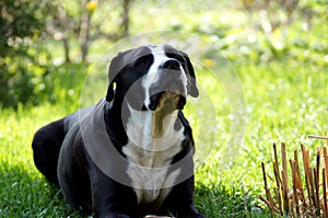 Black Bulldog lies on the green Meadow photo