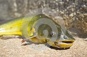 Black bullhead or black bullhead catfish, Ameiurus melas out of water