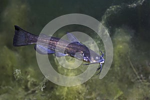 Black bullhead Catfish Ameiurus melas underwater photography