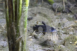 Black bullhead Catfish Ameiurus melas underwater photography