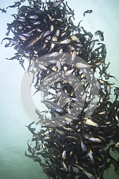 Black bullhead Catfish Ameiurus melas underwater photography